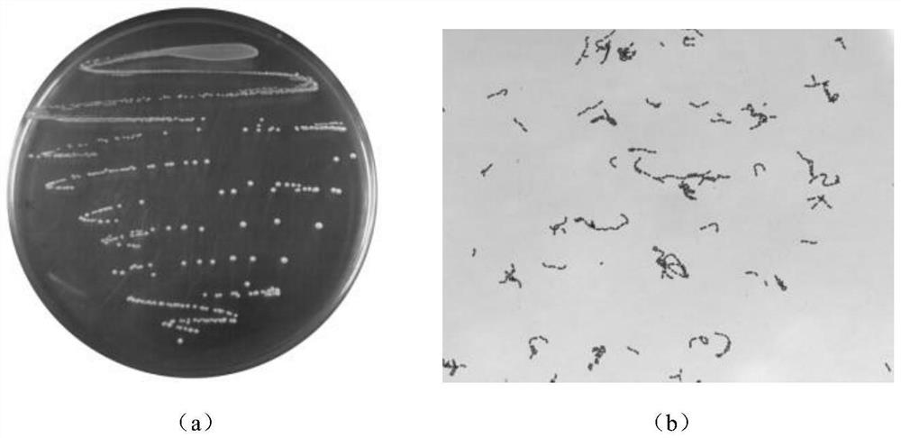 Lactobacillus plantarum SHY130 and application thereof in relief of diabetes