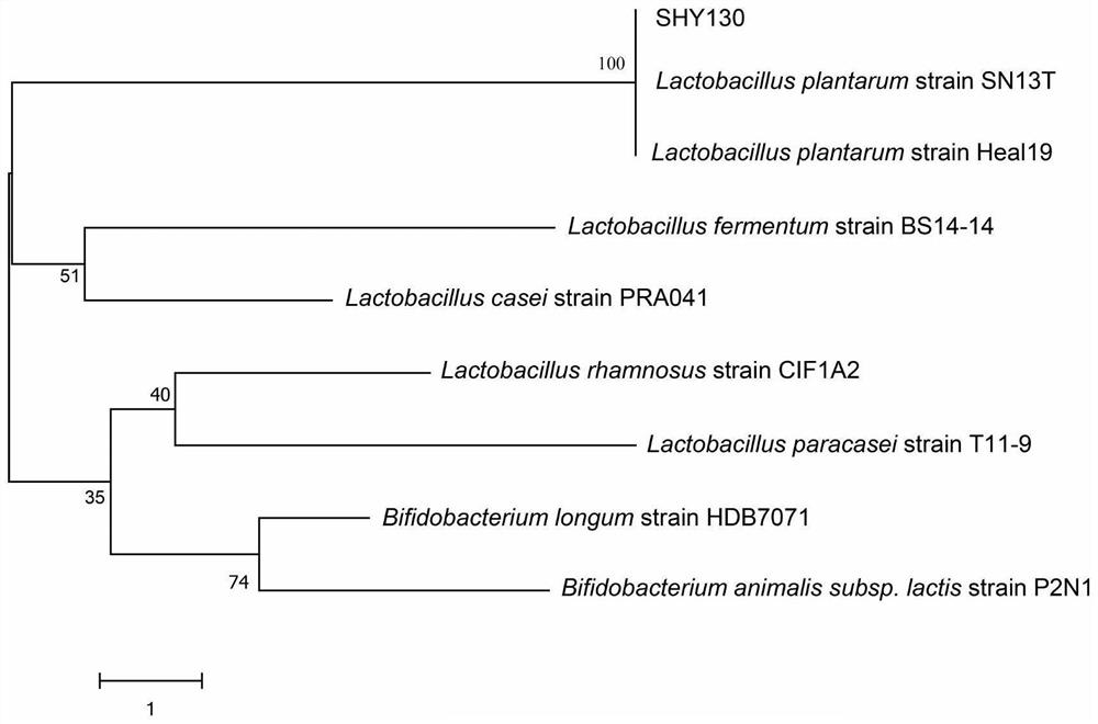 Lactobacillus plantarum SHY130 and application thereof in relief of diabetes