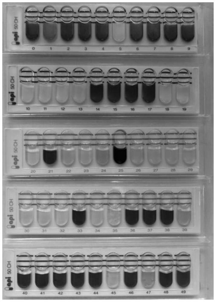 Lactobacillus plantarum SHY130 and application thereof in relief of diabetes