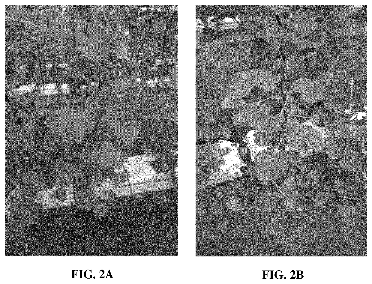 Downy mildew resistant melon plants