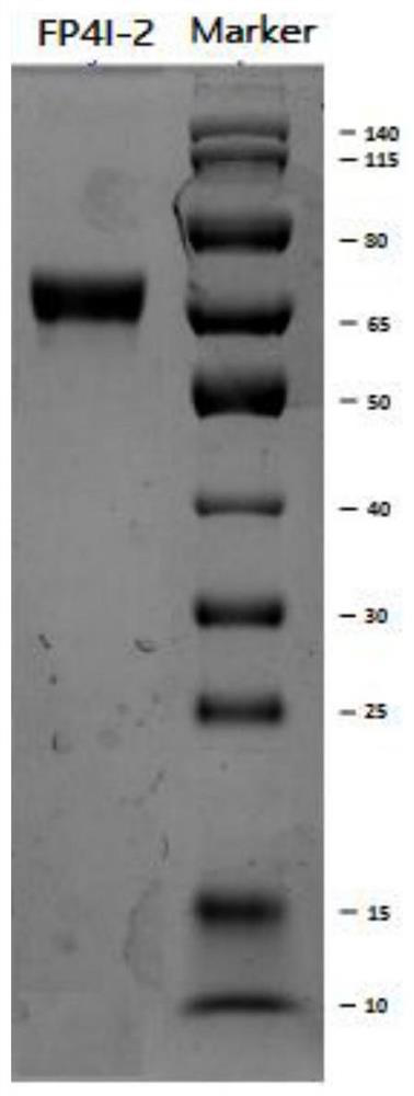 A potent bifunctional protein for regulation of blood glucose and lipids