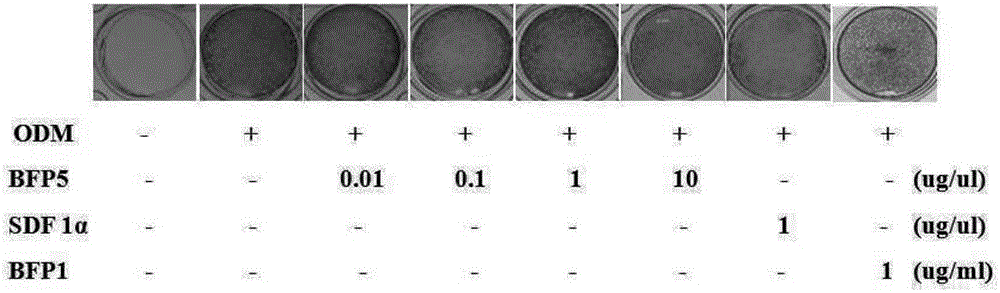 Peptide for promoting osteogenic differentiation or vascularization and use thereof