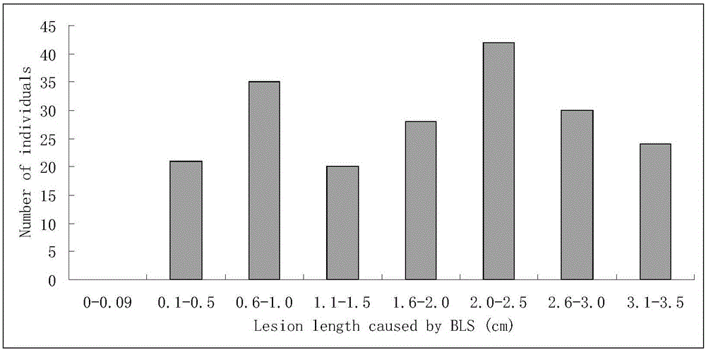 Molecular marker for bacterial stripe resisting major gene BLS1 locus of rice and application of molecular marker