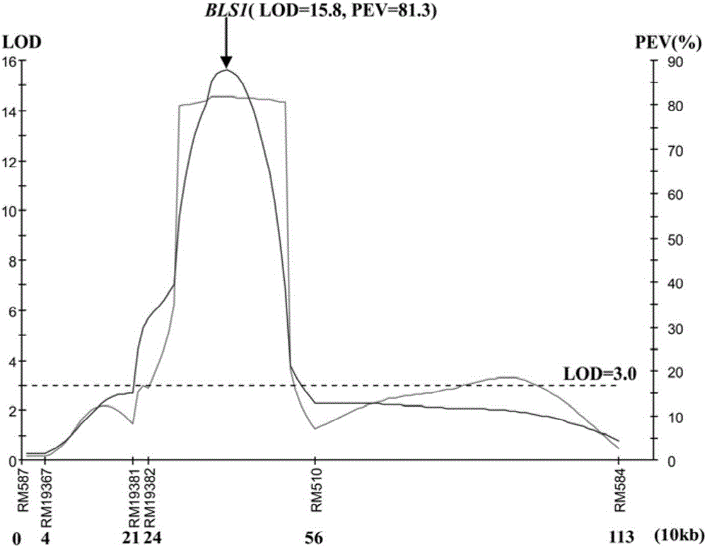 Molecular marker for bacterial stripe resisting major gene BLS1 locus of rice and application of molecular marker