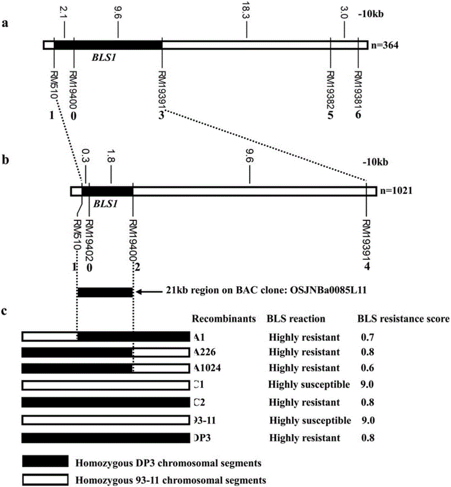 Molecular marker for bacterial stripe resisting major gene BLS1 locus of rice and application of molecular marker