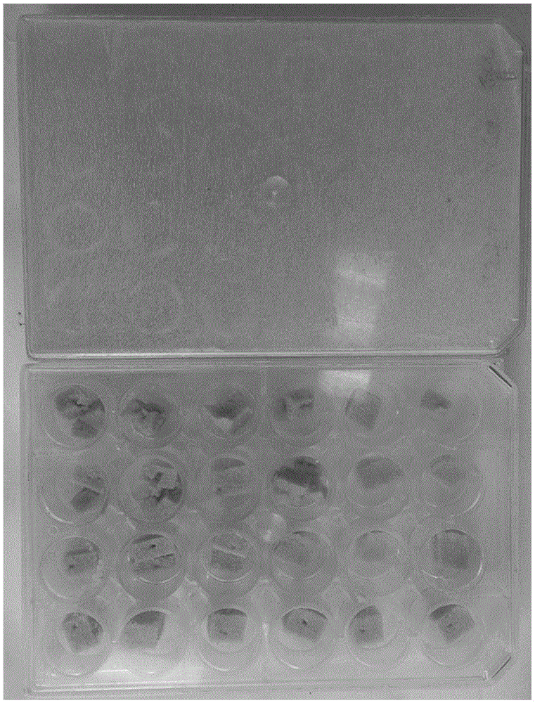 Device and method for improving artificial feeding efficiency of cotton bollworms