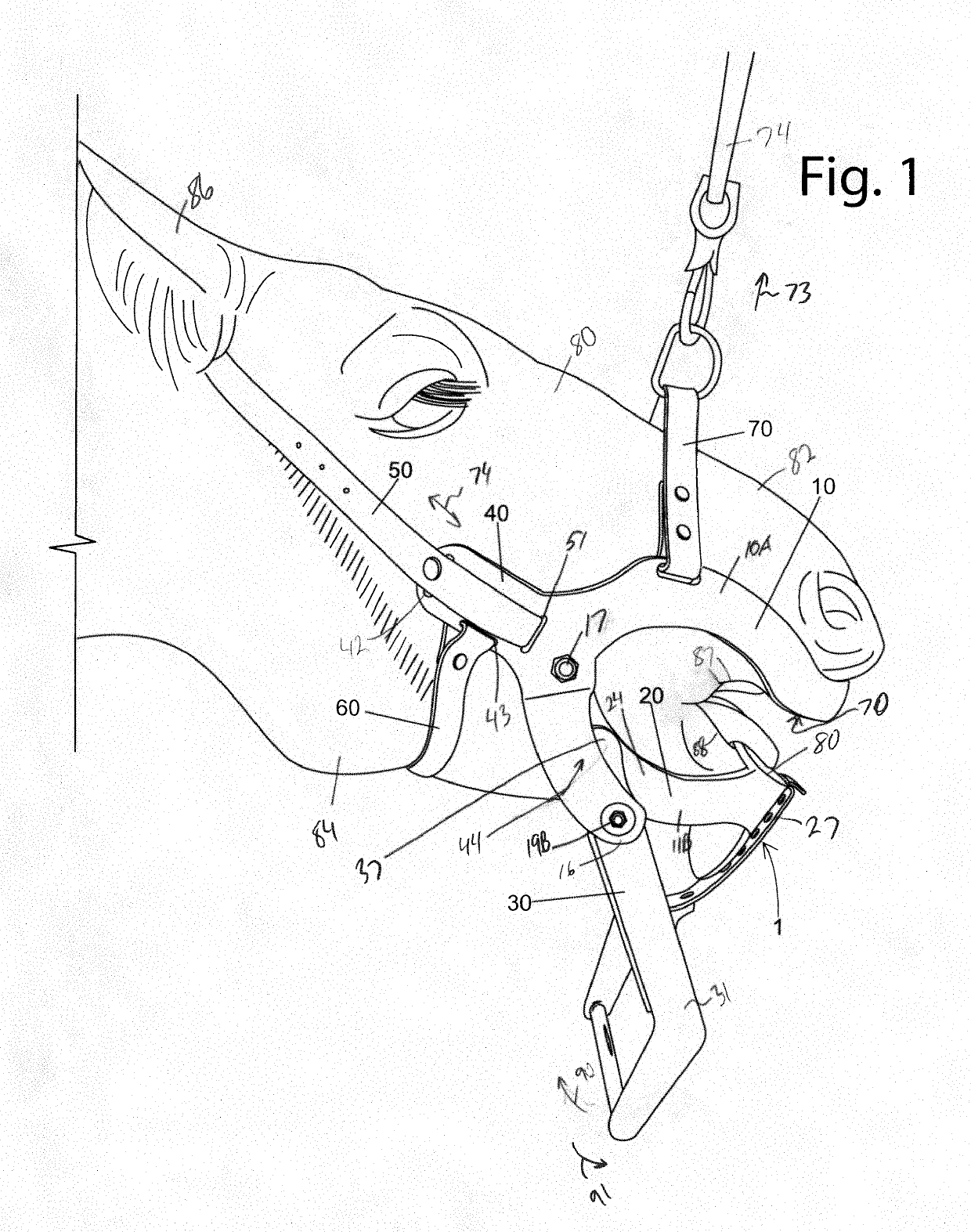 Equine speculum