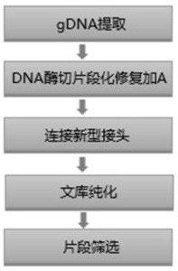 Method and kit for constructing whole genome high-throughput sequencing library