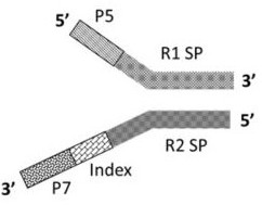 Method and kit for constructing whole genome high-throughput sequencing library