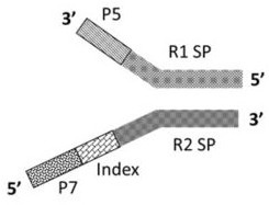 Method and kit for constructing whole genome high-throughput sequencing library