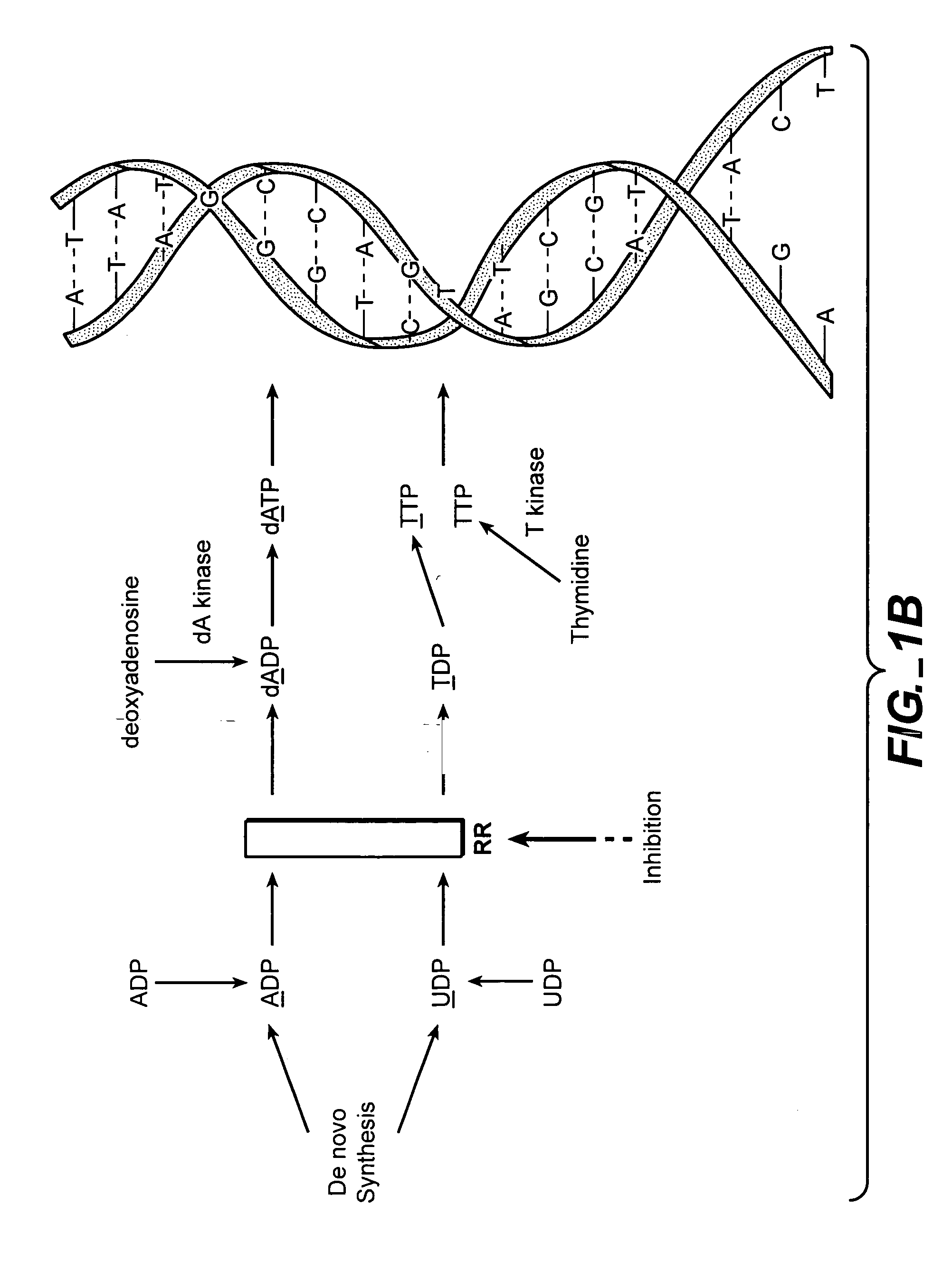 In vivo measurement of the relative fluxes through ribonucleotide reductase vs. deoxyribonucleoside pathways using isotopes