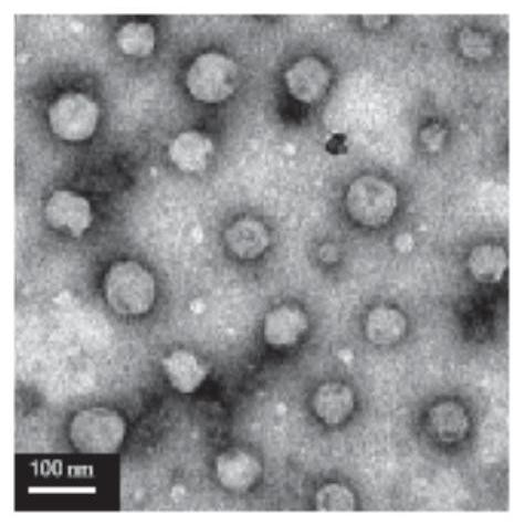 Targeted chitosan cross-linked gel as well as preparation method and application thereof