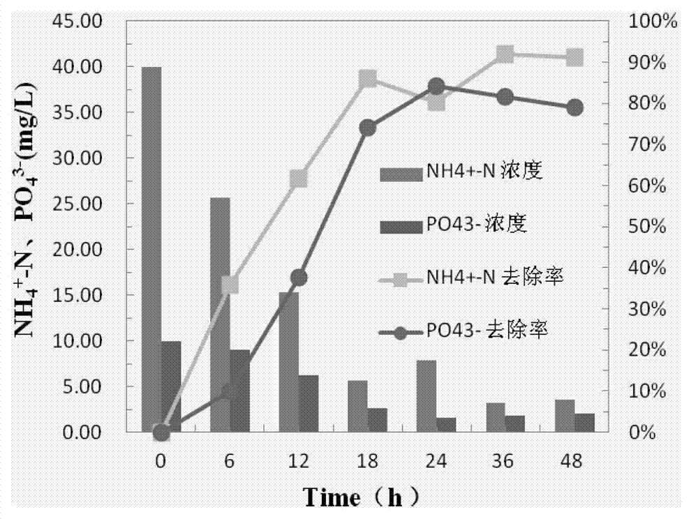 Application of salt-tolerant nitrogen and phosphorus removing bacillus altitudinis to wastewater treatment