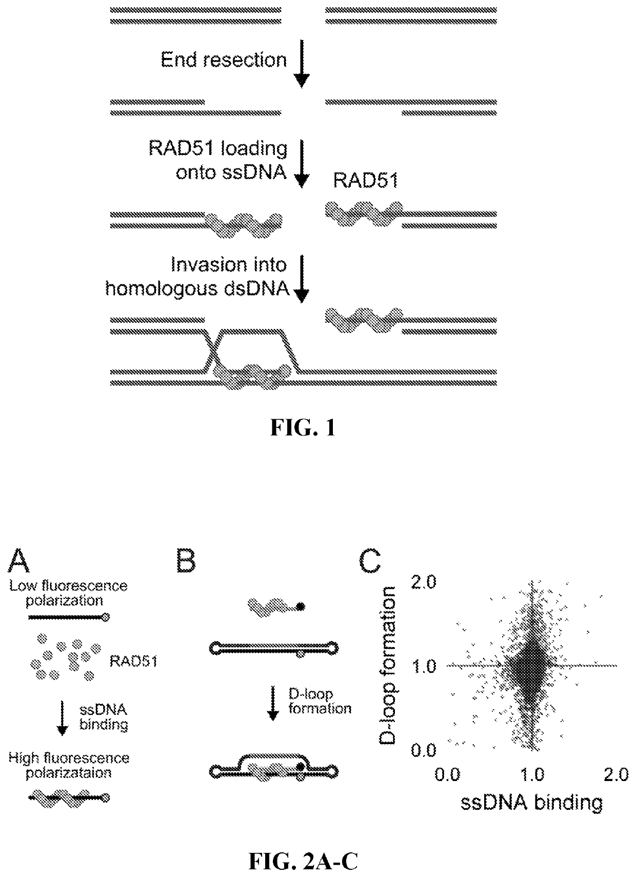 Small molecules inhibitors of RAD51