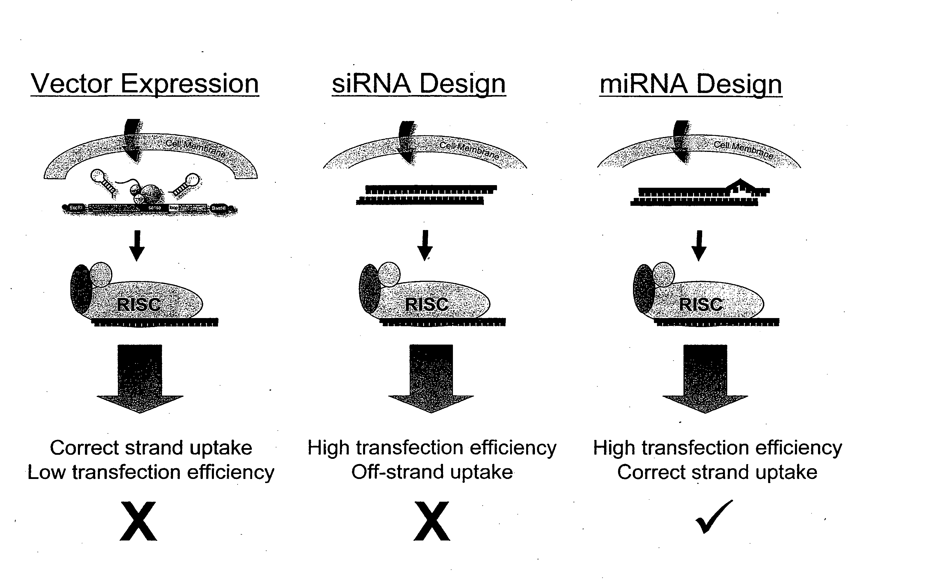 Methods and compositions involving mirna and mirna inhibitor molecules