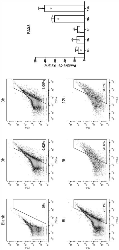 Method for exploring formation time of muscle cells in embryonic period