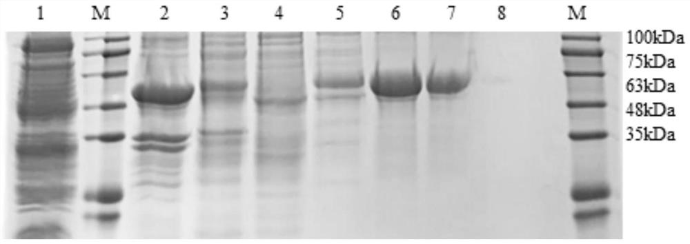 Novel vaccine for preventing and treating Merkel cell carcinoma