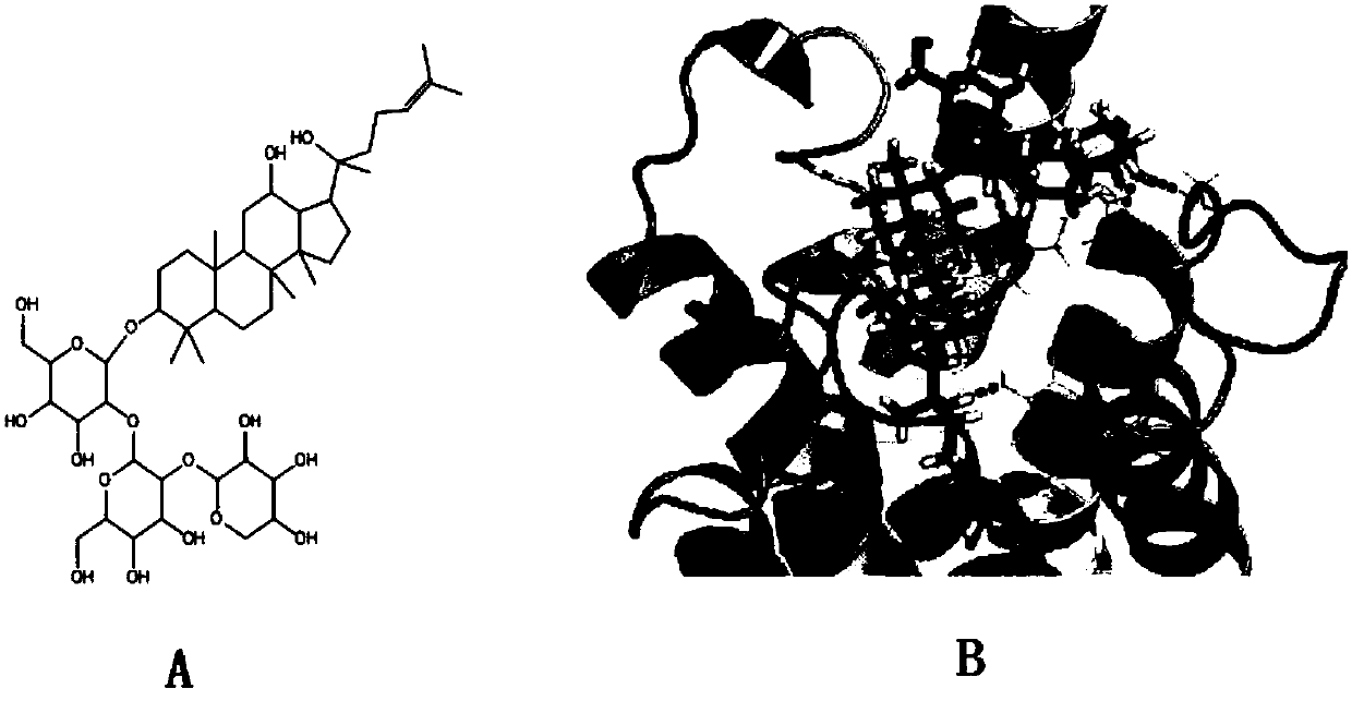 Application of notoginsenoside Ft1