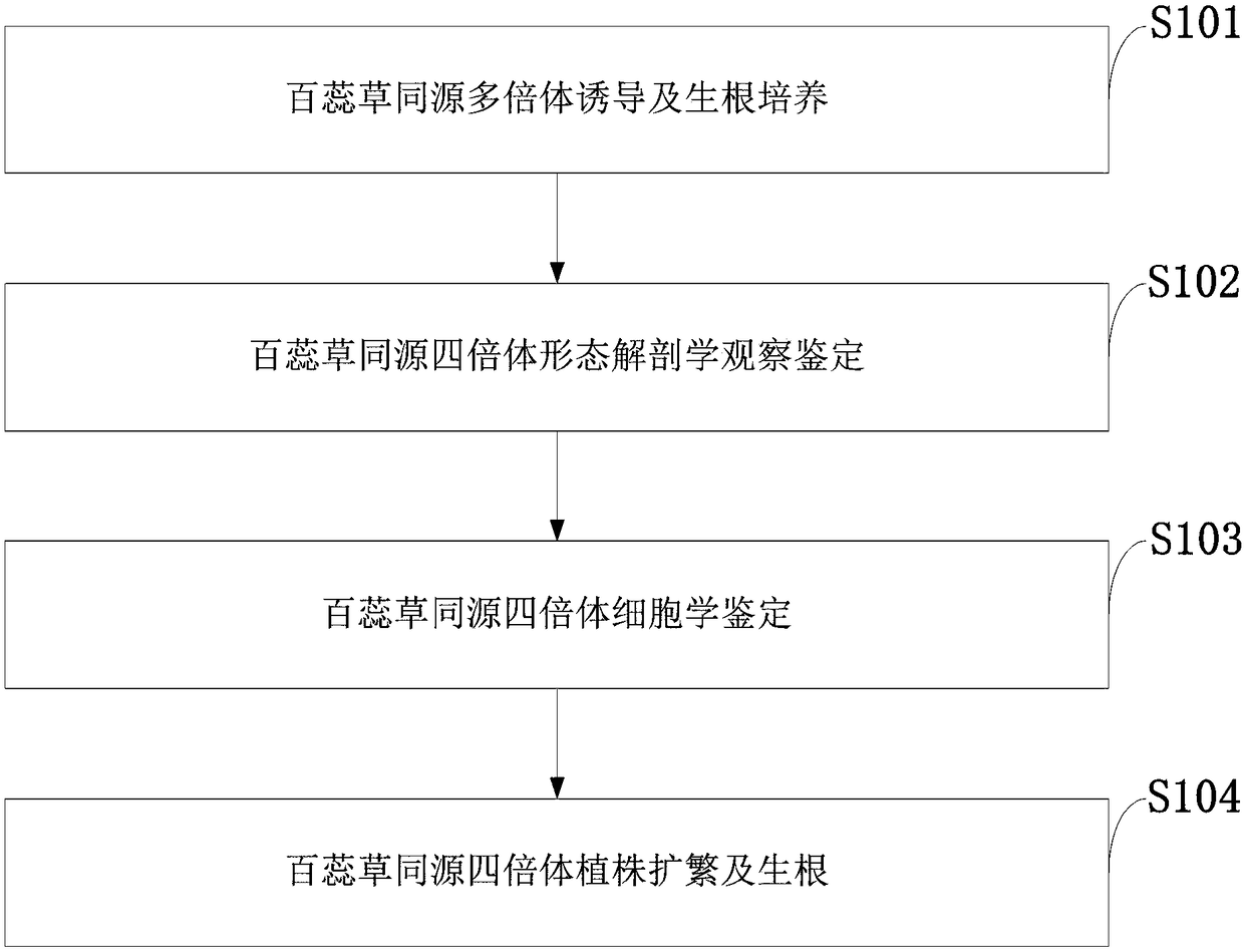 Autotetraploid induction and rapid propagation system as well as construction method and application thereof