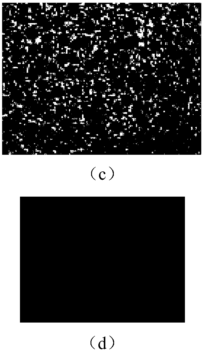 Autotetraploid induction and rapid propagation system as well as construction method and application thereof