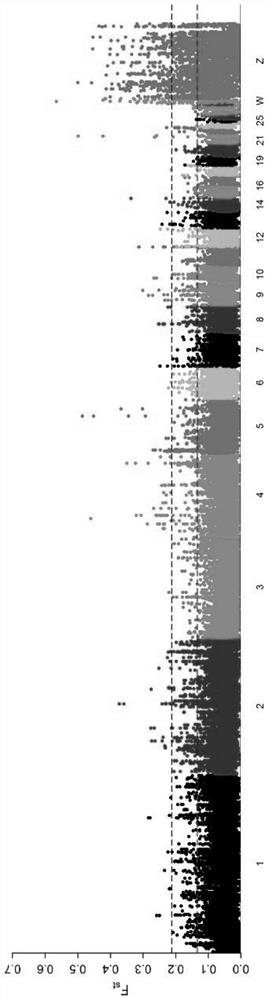 Molecular marker related to chicken heat stress tolerance, primer combination and detection and identification method thereof