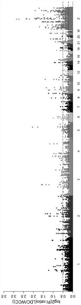 Molecular marker related to chicken heat stress tolerance, primer combination and detection and identification method thereof