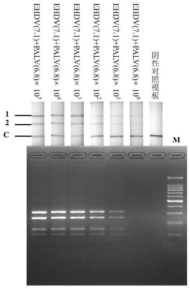 RPA-LFD primer, probe and kit for jointly detecting epidemic hemorrhagic disease virus and Palimer serum group virus