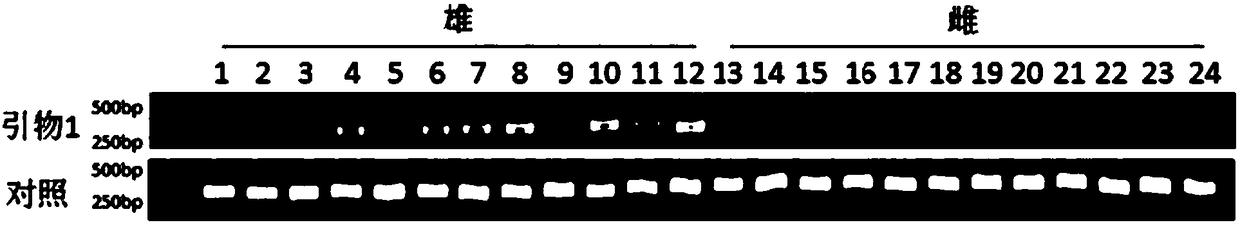 Method for rapidly identifying charybdis feriata sex specific molecular marker and genetic sex