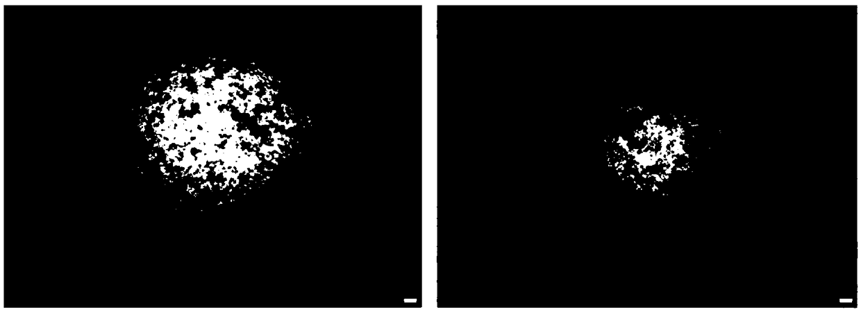 A kind of detection method of interferon biological activity