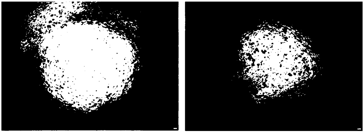 A kind of detection method of interferon biological activity