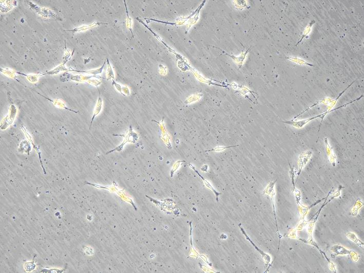 SiRNA for inhibiting gene expression of caspase-3