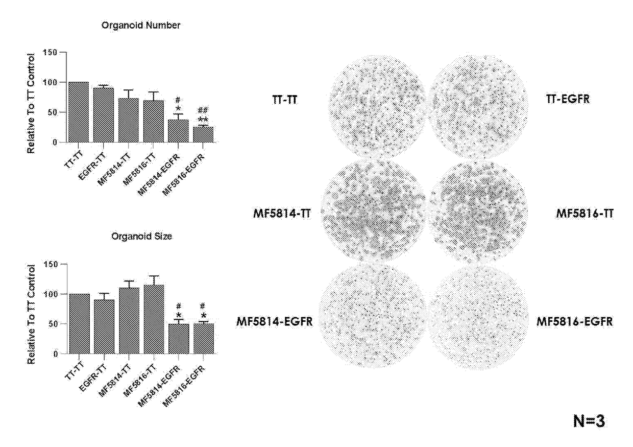 Binding molecules that inhibit cancer growth