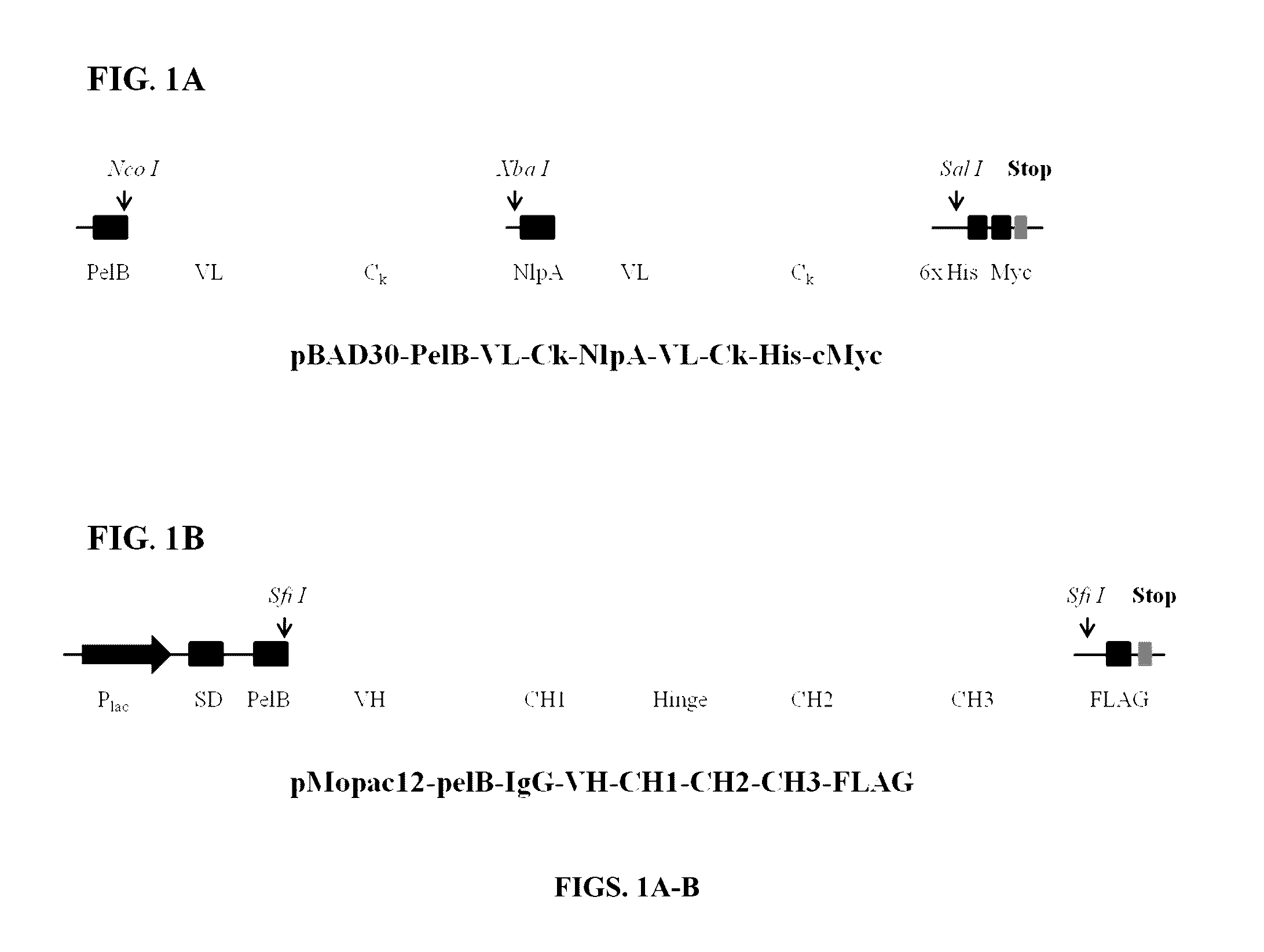 Engineered immunoglobulin fc polypeptides displaying improved complement activation