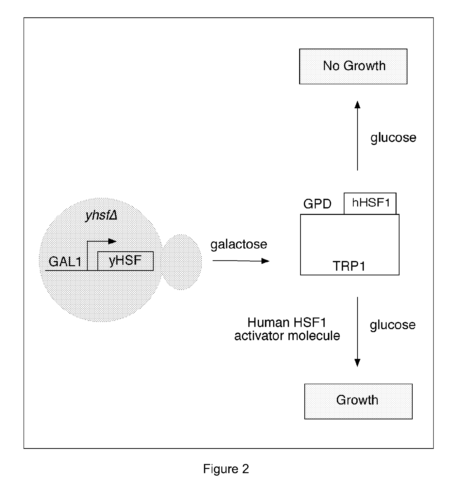 Substituted 1,3-thiazoles as heat shock transcription factor 1 activators