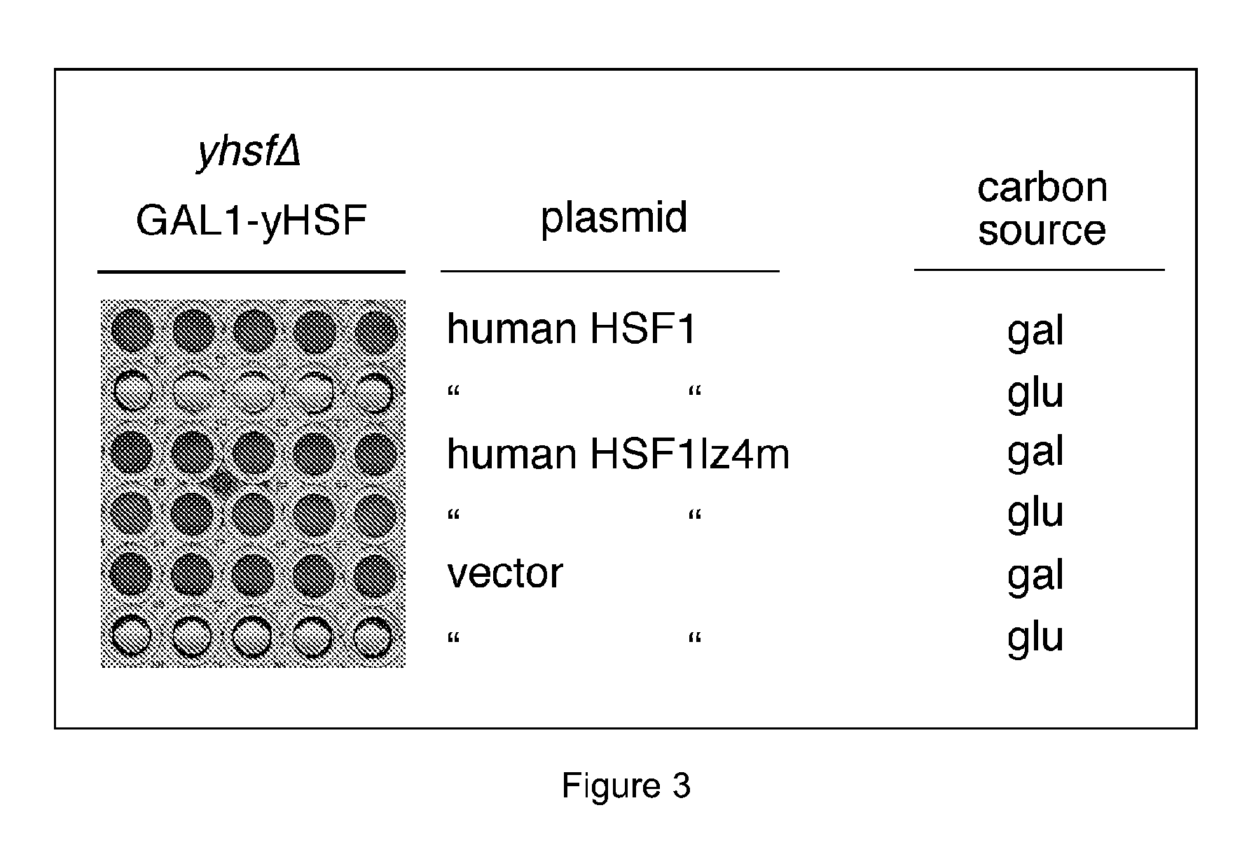 Substituted 1,3-thiazoles as heat shock transcription factor 1 activators