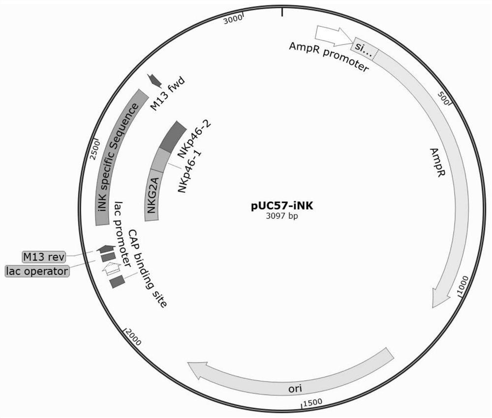 Application of NKG2A in detection of human NK cells in mouse humanized tumor model