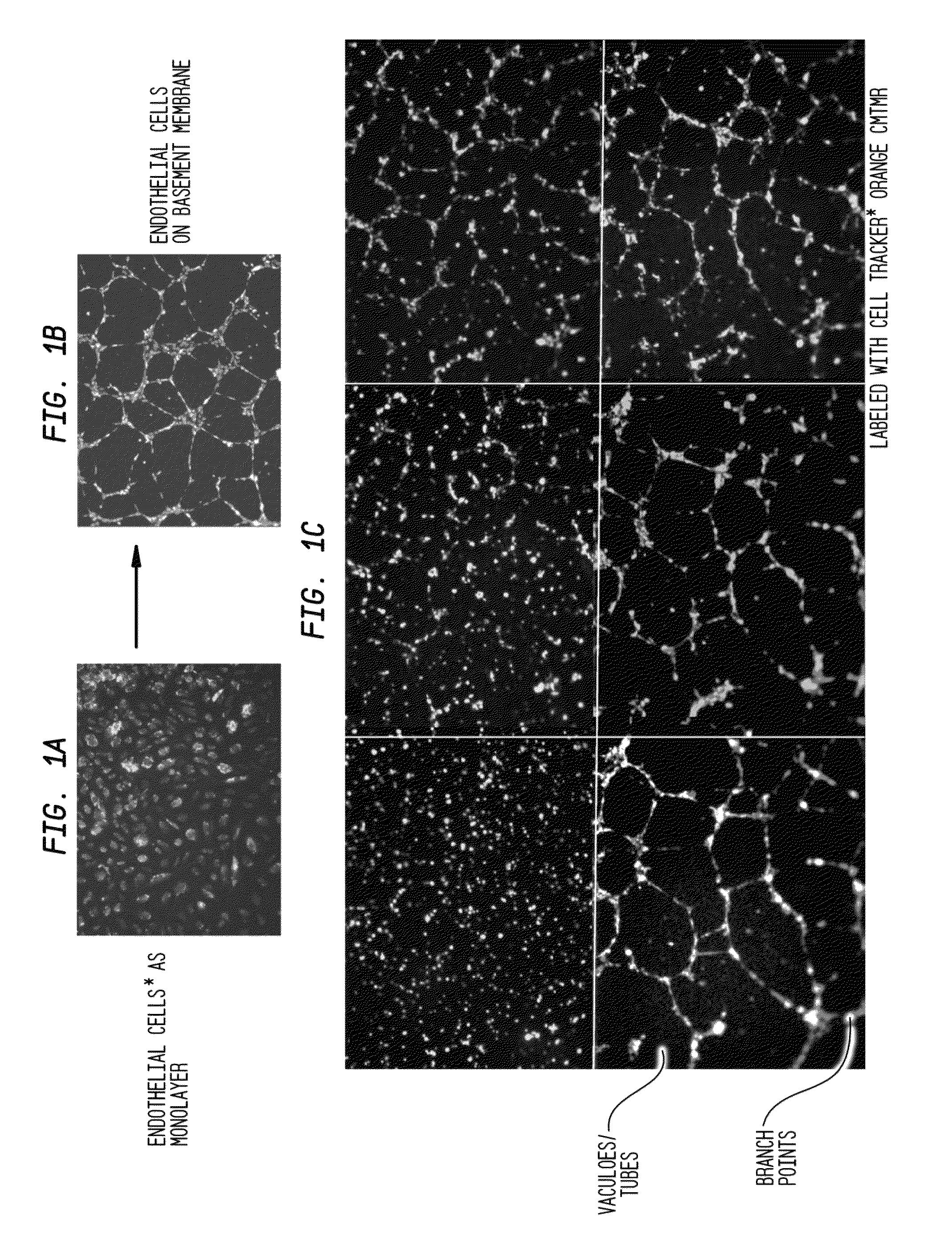 Serum-based, diagnostic, biological assay to predict pregnancy disorders