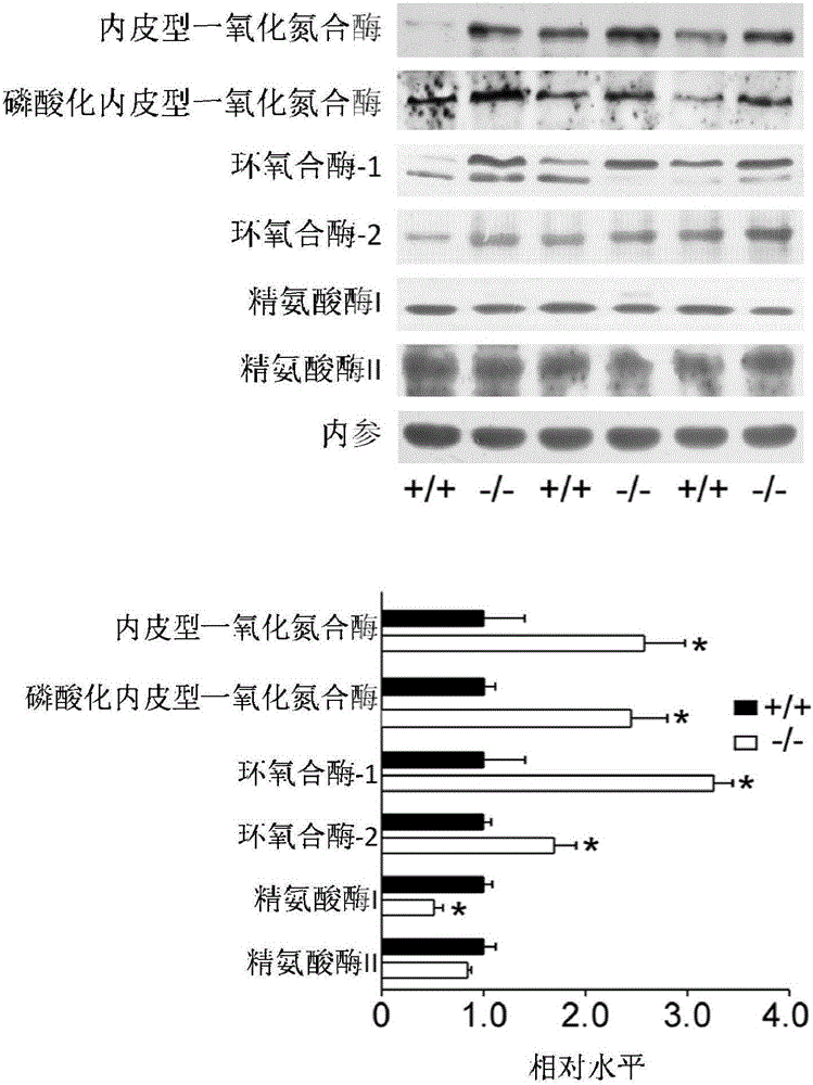 Application of 1-[2-(3-amino-6-methylthieno[2,3-b]quinolyl)]ethanone in the preparation of vasodilators