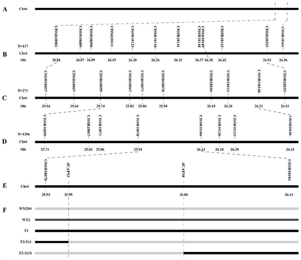 Molecular marker co-separated from watermelon peel covering line gene ClGS and application of molecular marker