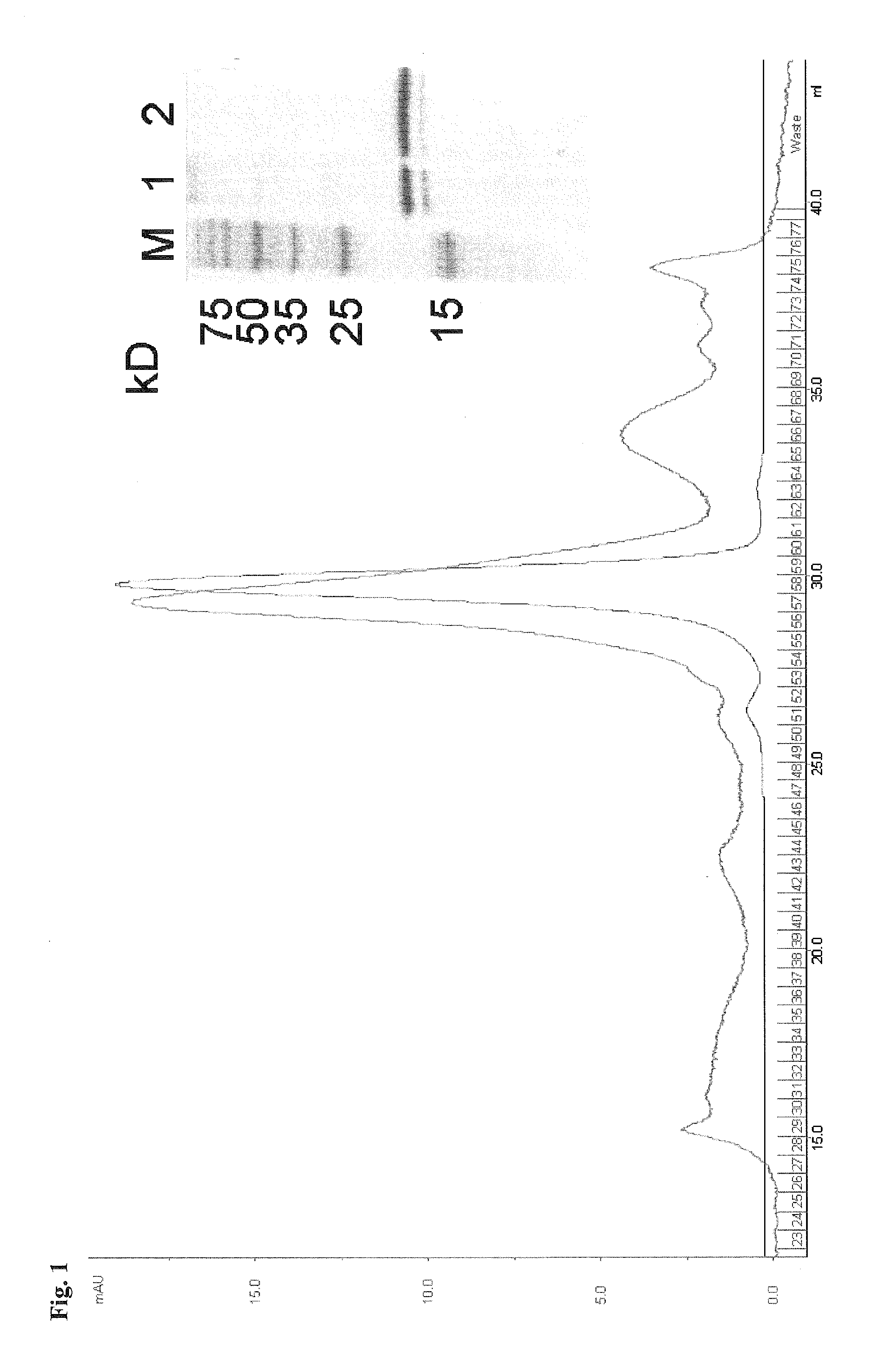 Methods and compositions for cytomegalovirus IL-10 protein