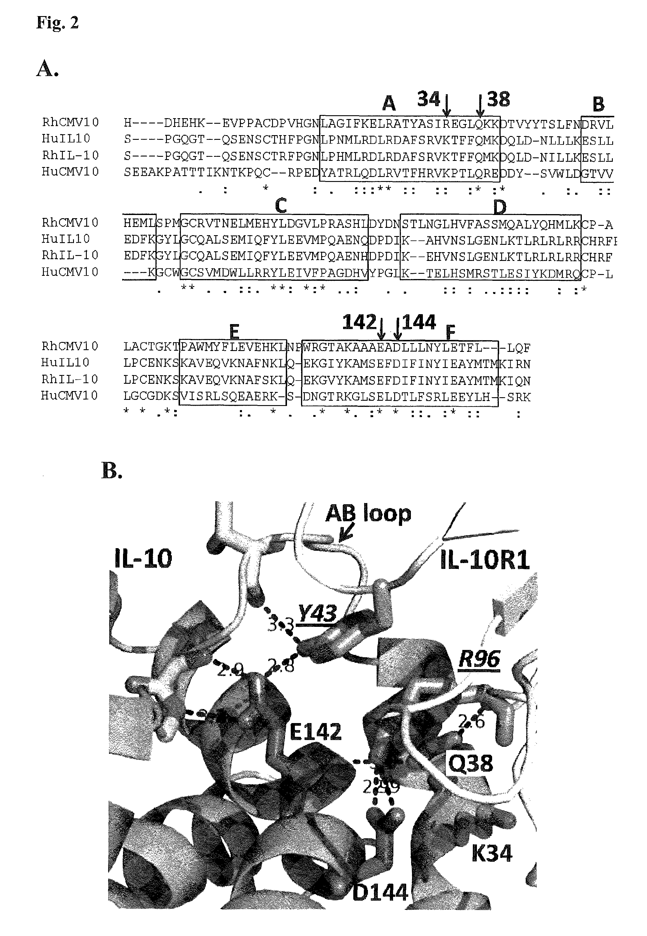 Methods and compositions for cytomegalovirus IL-10 protein