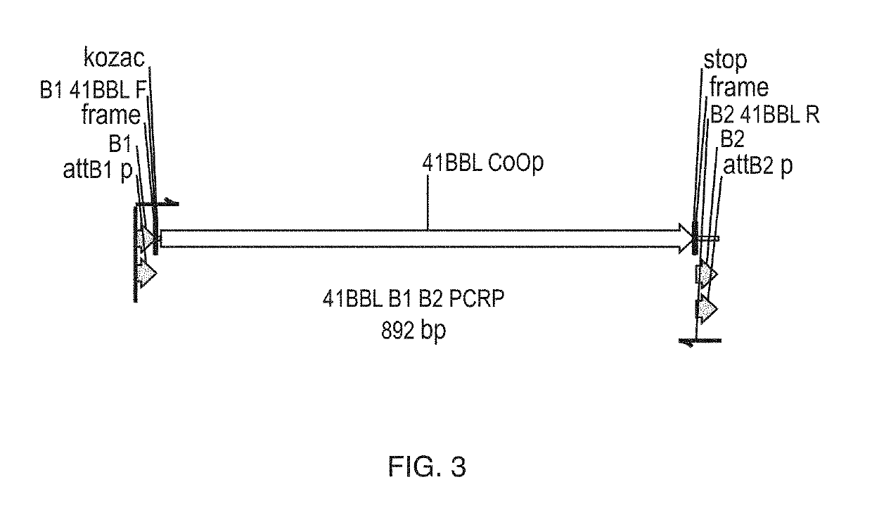 Engineered artificial antigen presenting cells for tumor infiltrating lymphocyte expansion