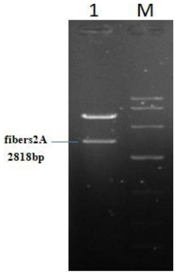 DNA vaccine capable of simultaneously expressing FAdV-4 spike protein 1 and spike protein 2 genes as well as construction method and application of DNA vaccine