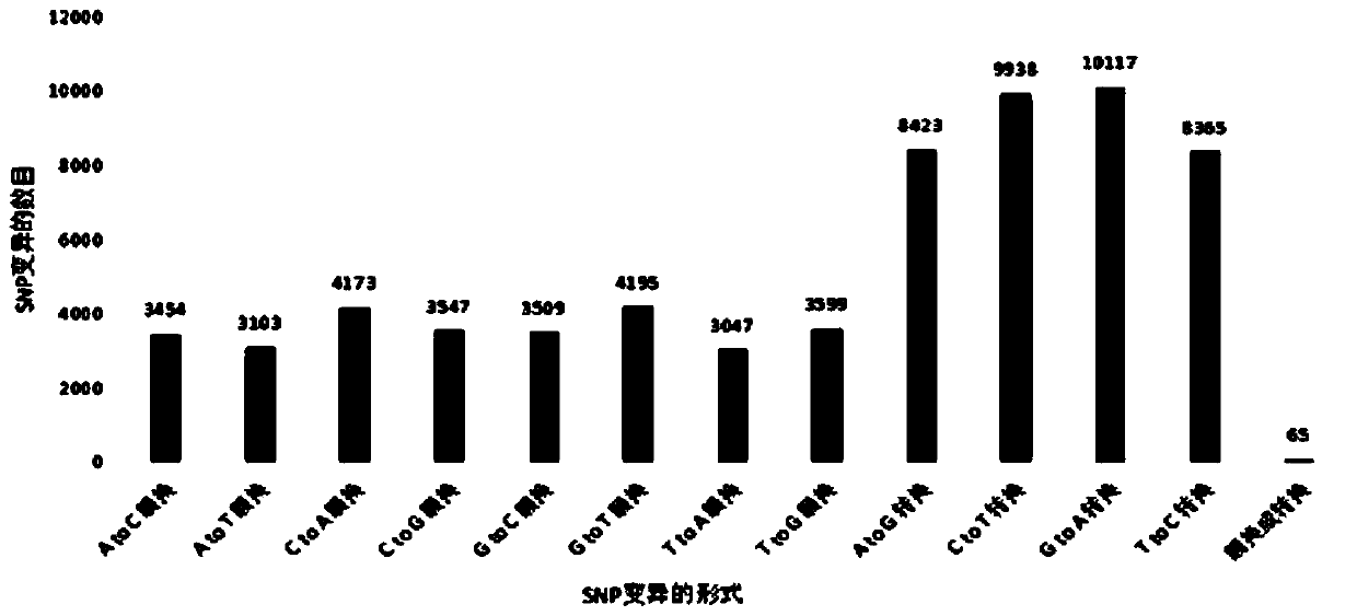 A kind of snp primer and detection method for genotyping different ginkgo biloba