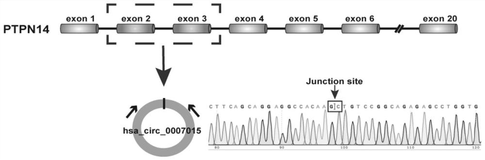 Application of circular RNAhsa_circ_0007015 in preparation of medicine for preventing and treating chronic kidney disease