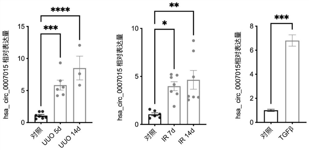 Application of circular RNAhsa_circ_0007015 in preparation of medicine for preventing and treating chronic kidney disease