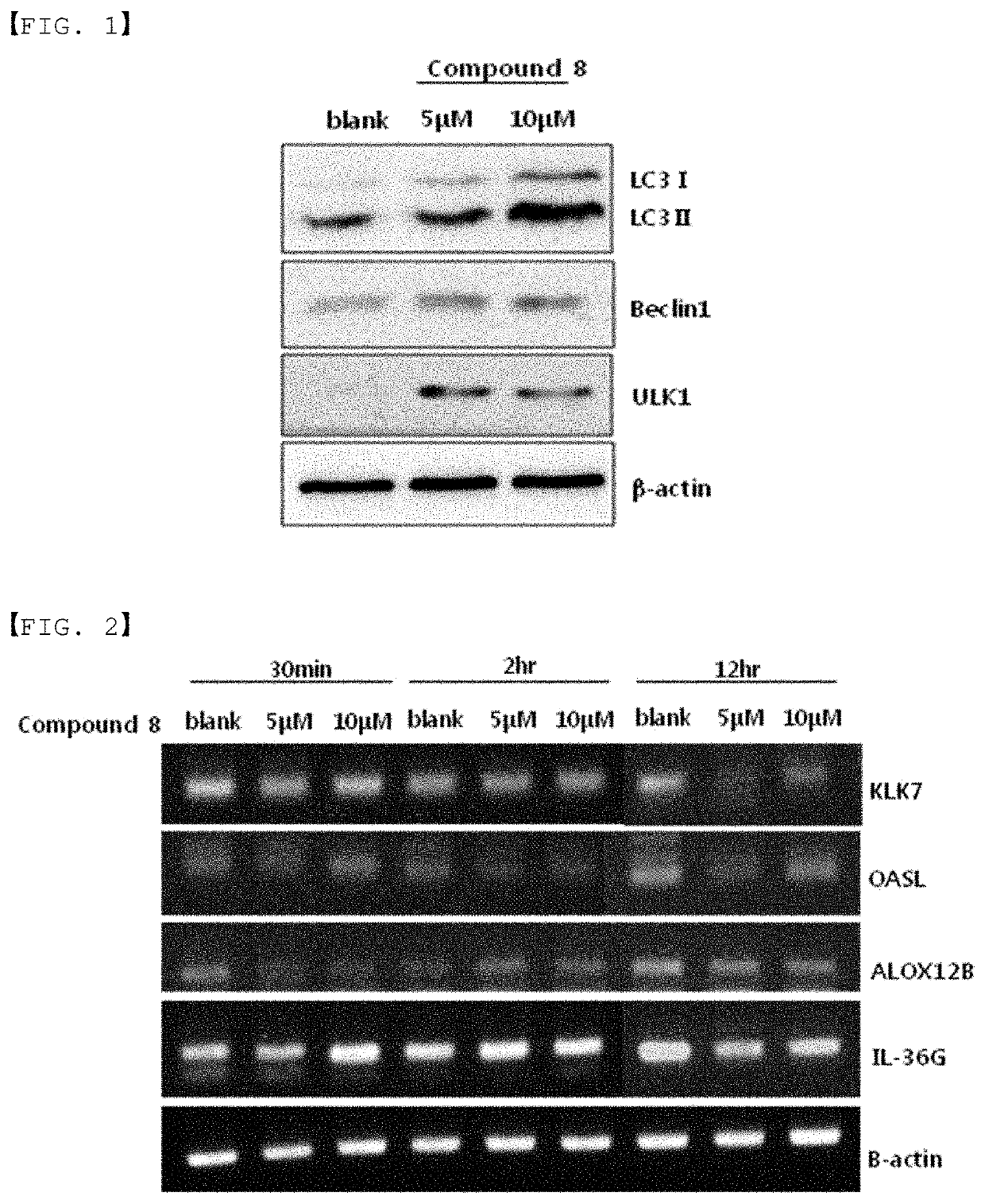 Autophagy activation-induced compound for improving skin inflammation for aging