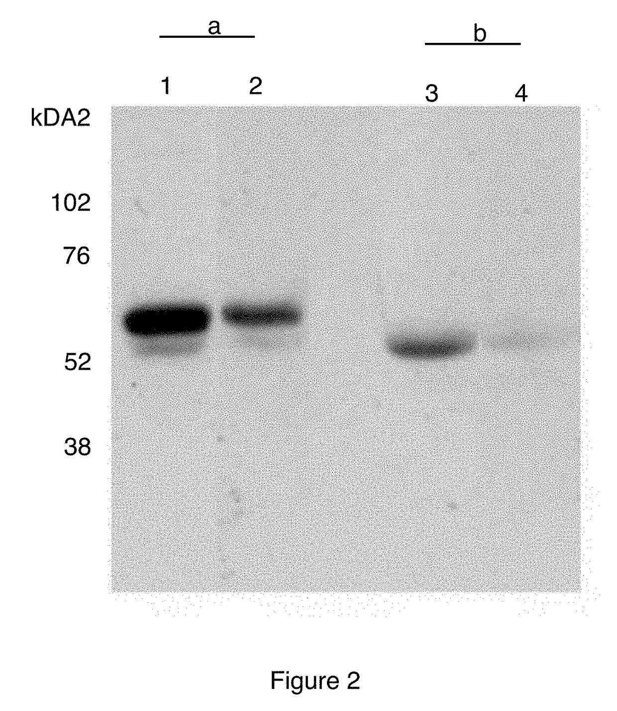 PIIINP neo-epitope assay