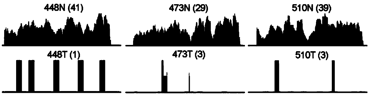 Cancer suppressor gene ATOH8 and application of encoding protein thereof