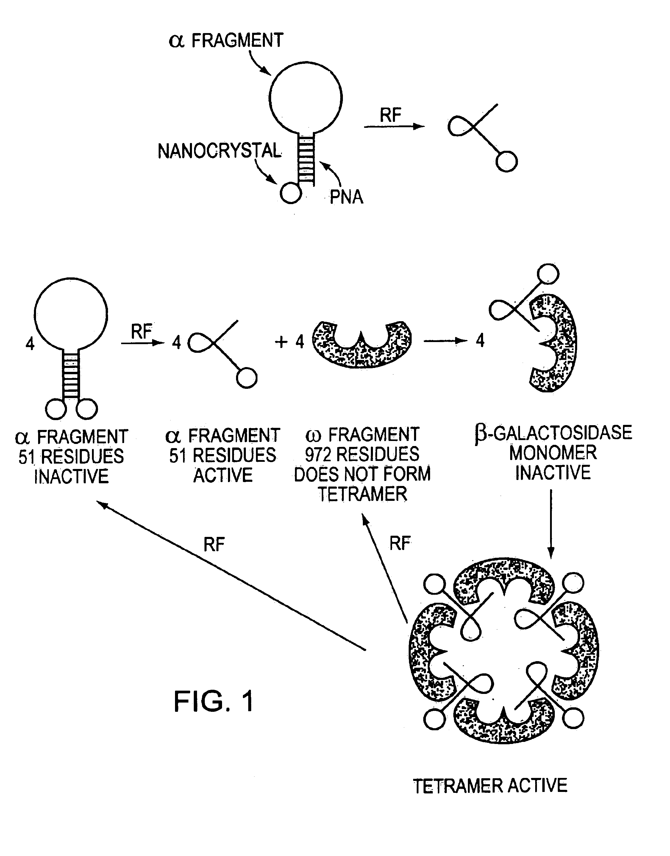 Direct, externally imposed control of polypeptides